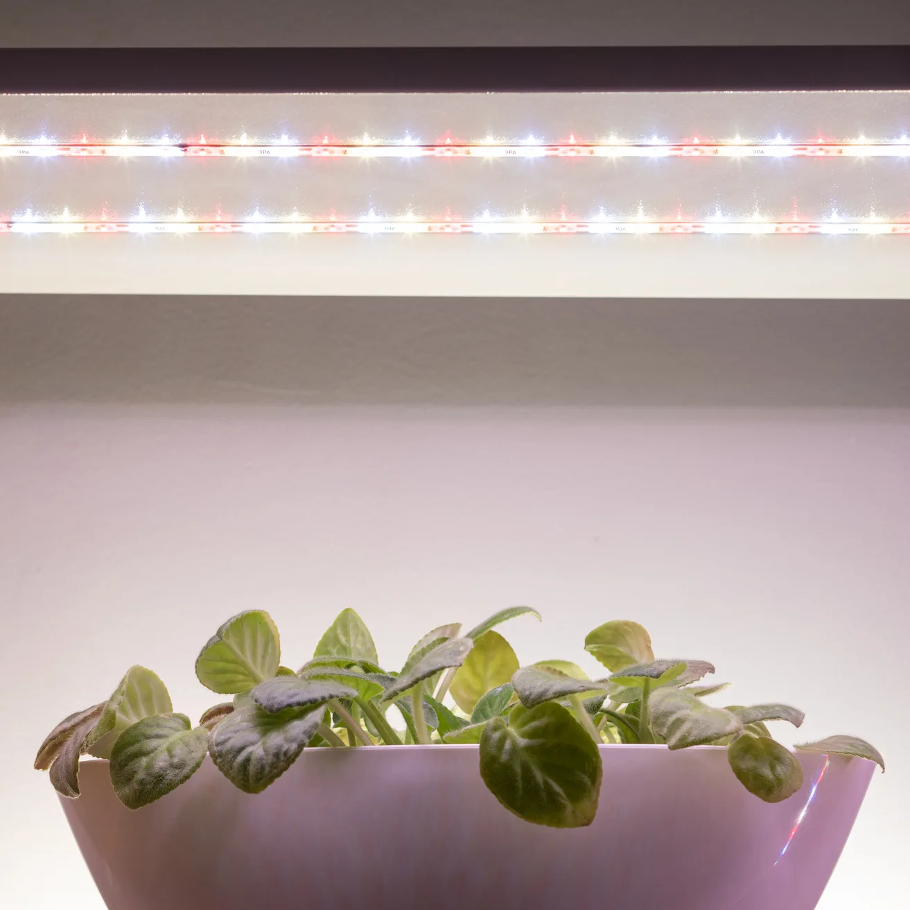 Лента светодиодная для растений полного спектра 5м IP65 с адаптером 12В FITO-Strip Light-Rа90-300LED-5m-12V-IP65